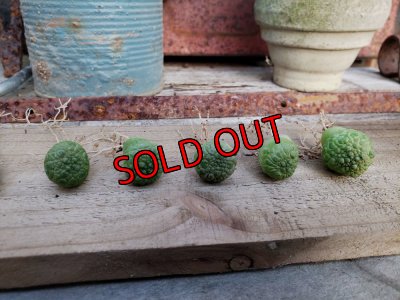 左から→5，4，3，2，1，