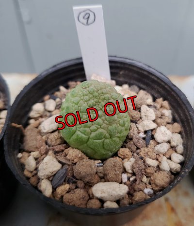 画像15: プセウドリトス・ミギウルティヌス/PSEUDOLITHOS migiurtinus