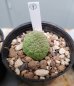 画像15: プセウドリトス・ミギウルティヌス/PSEUDOLITHOS migiurtinus