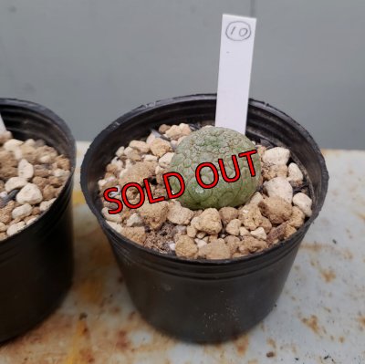 画像16: プセウドリトス・ミギウルティヌス/PSEUDOLITHOS migiurtinus