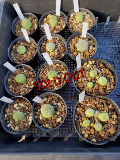 画像2: プセウドリトス・ミギウルティヌス/PSEUDOLITHOS migiurtinus