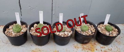 画像5: プセウドリトス・ミギウルティヌス/PSEUDOLITHOS migiurtinus