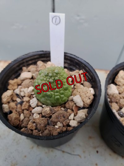 画像7: プセウドリトス・ミギウルティヌス/PSEUDOLITHOS migiurtinus