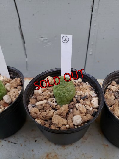 画像8: プセウドリトス・ミギウルティヌス/PSEUDOLITHOS migiurtinus