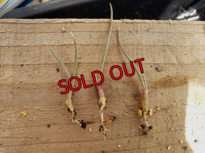 画像2: カプトメデューサ/Astrophytum caput-medusae　