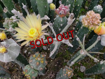 画像4: カプトメデューサ/Astrophytum caput-medusae　