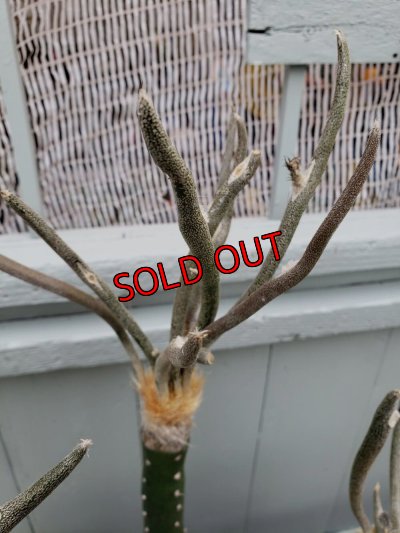 接ぎ木した個体です。