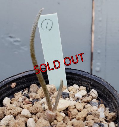 画像5: カプトメデューサ/Astrophytum caput-medusae　