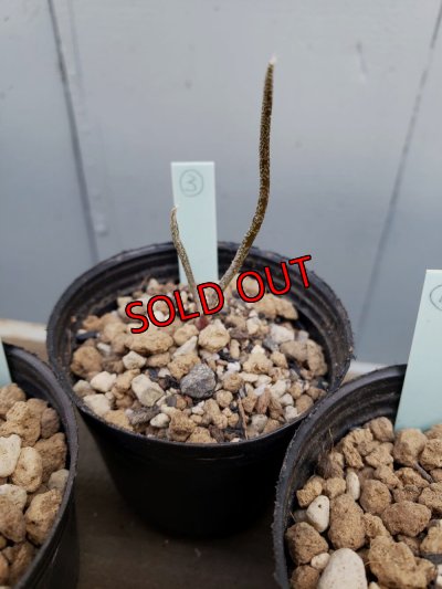 画像7: カプトメデューサ/Astrophytum caput-medusae　