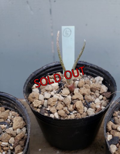 画像9: カプトメデューサ/Astrophytum caput-medusae　