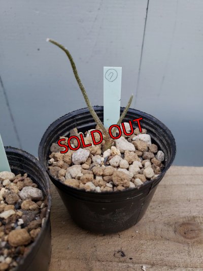 画像11: カプトメデューサ/Astrophytum caput-medusae　