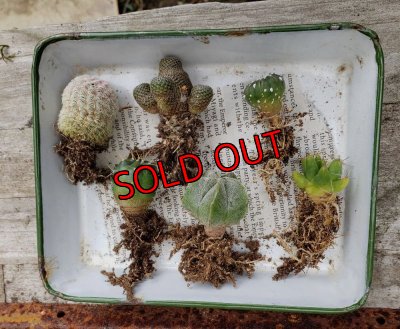 画像3: ミニサボセット〜宇宙シリーズ　6P（22-7）