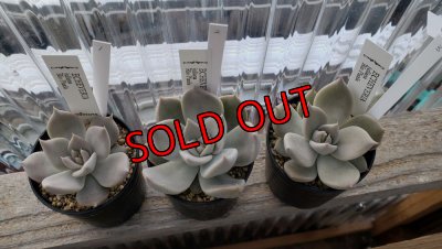 画像3: ユリアナ/Juliana Rio Piaxla（22-7）