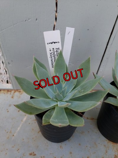 画像3: スバルピナvメイラニアナ（22-7）