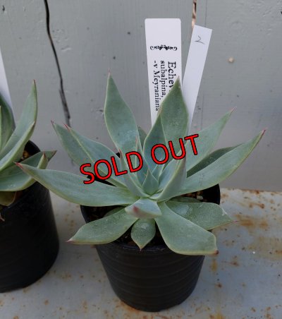 画像4: スバルピナvメイラニアナ（22-7）