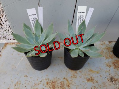 画像2: スバルピナvメイラニアナ（22-7）