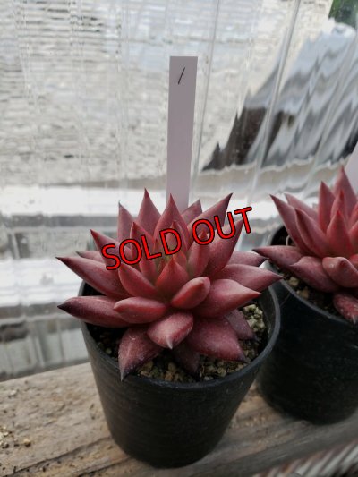 画像6: ロメオ・ルビン/選抜種（22-7）