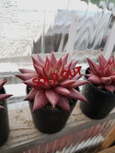 画像8: ロメオ・ルビン/選抜種（22-7）