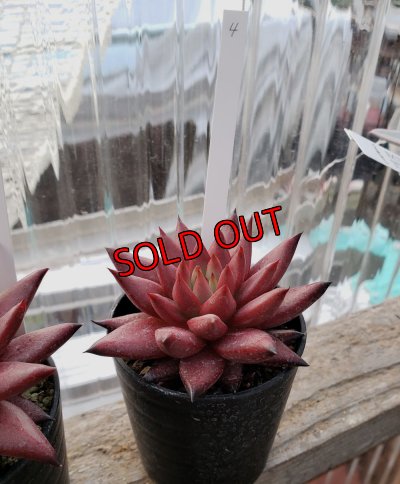 画像9: ロメオ・ルビン/選抜種（22-7）