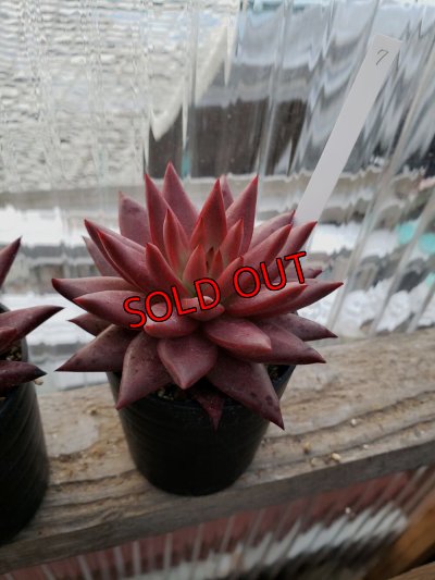 画像12: ロメオ・ルビン/選抜種（22-7）