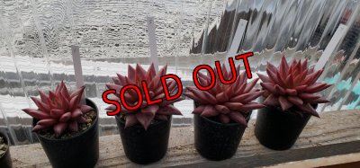 1〜4と5〜7はこれぐらい大きさに差があります。