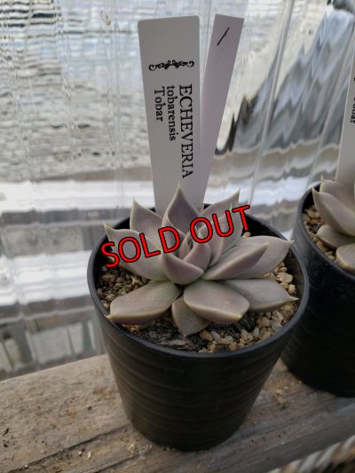 画像3: トバレンシス トバー（22-7）