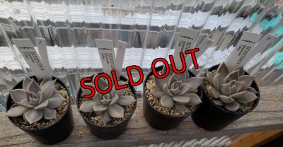 画像2: トバレンシス トバー（22-7）