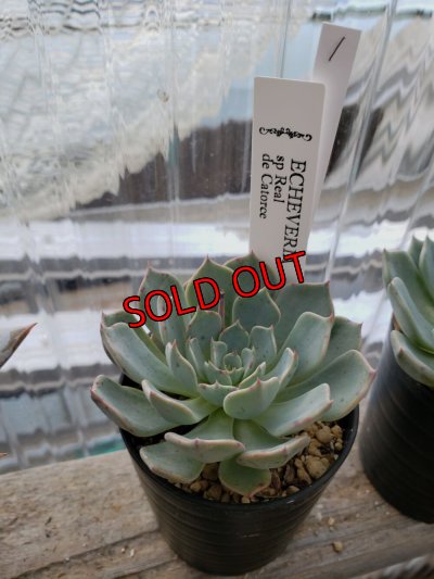 画像3: sp Real de Catorce（22-7）