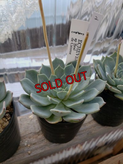 画像4: sp Real de Catorce（22-7）