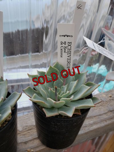 画像6: sp Real de Catorce（22-7）