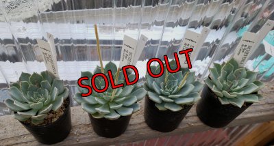 画像2: sp Real de Catorce（22-7）