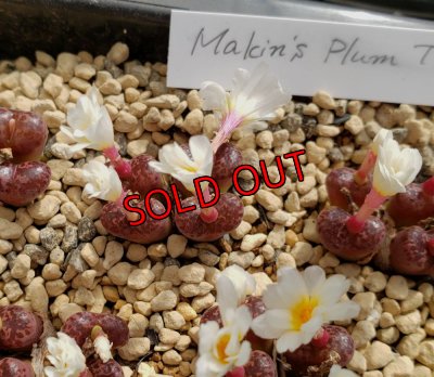 画像1: pellucidum ssp. neohalii  ”Makin`s Plum”T1/4H【22-9】