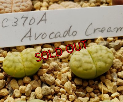 画像2: C370A sub sp eberlanzii Avocado Cream【22-10】