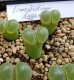 画像1:  limpidum Aggeneys【22-9】 (1)
