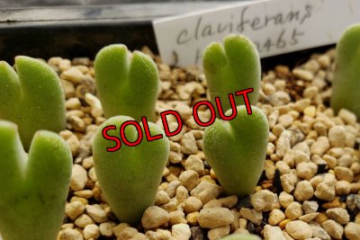 画像5: Claviferans H&M 2465【22-11】