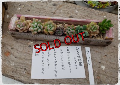 古都の葉さんのカット苗が3種はいります