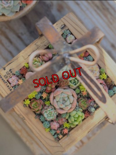 寄せ植え参考例（写真提供/chippiちゃん）