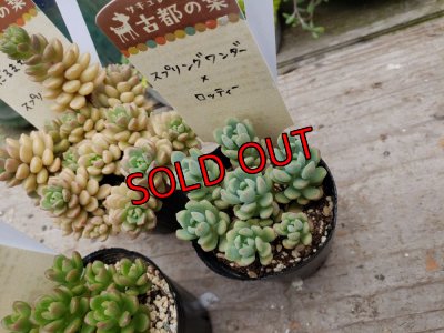 画像3: D/古都の葉さん苗セット/3P　（24-5）