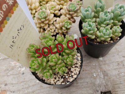 画像2: D/古都の葉さん苗セット/3P　（24-5）