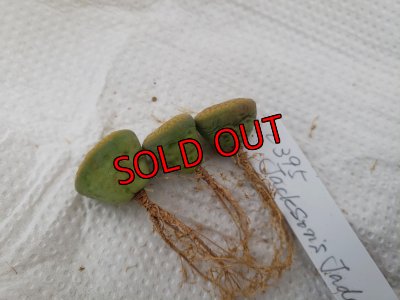 届きたての写真です、腹にでこぼこがあります。