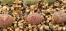 画像1:  C204 rubrobrunnea 紫褐紫勲 【23-10】 (1)