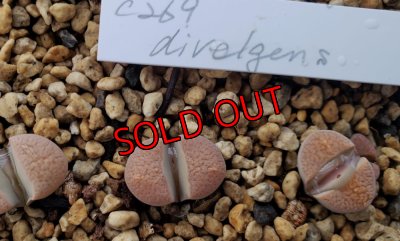 画像1: C269 Lithops divergens v. divergens【23-10】