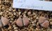 画像1: C269 Lithops divergens v. divergens【23-10】 (1)