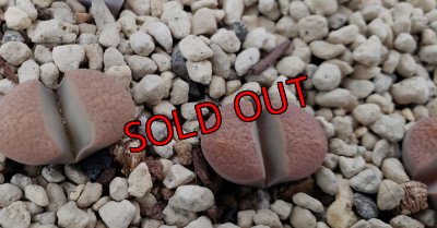 画像2: C269 Lithops divergens v. divergens【23-10】