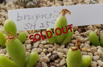 画像2: bruynsii SH2592【23-10】