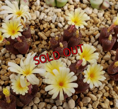 画像2: neohallii, ex SH2070 yellow flower 4H【23-10】