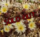 neohallii, ex SH2070 yellow flower 窓/4H【26-10】