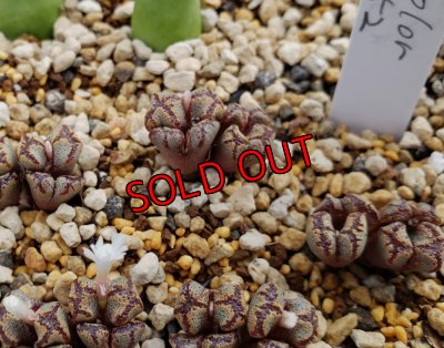 画像1: pellucidum v. terricolor SH1252【24-10】