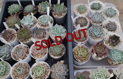 セットに使う植物の1例です。