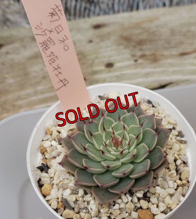 菊日和×沙羅姫牡丹　サイズ色々入ります